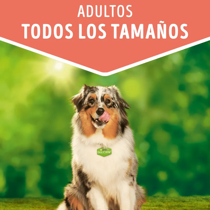 Alimento húmedo para perro DOG CHOW® Adultos con Pollo sobre 100gr Pack 15 Unidades