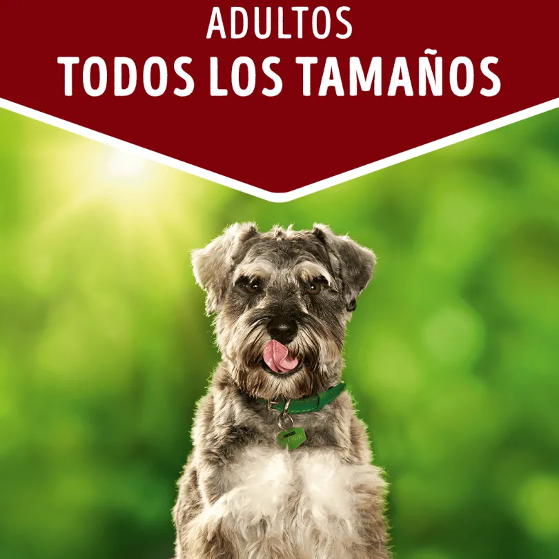 Alimento húmedo para perro DOG CHOW® Adultos con Cordero sobre 100gr Pack 15 Unidades