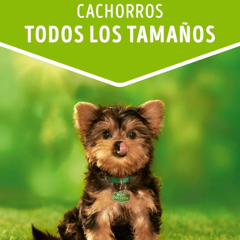 Alimento húmedo para perro DOG CHOW® Cachorros con Carne sobre 100gr Pack 15 Unidades