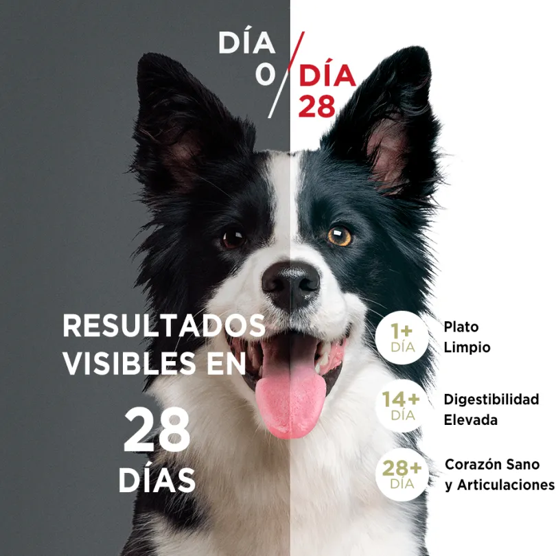 Alimento seco para perro PURINA® ONE® Cachorro Pollo y Carne
