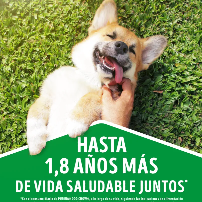 Alimento seco para perro DOG CHOW® Adultos Minis y Pequeños Pollo y Pavo 8kg