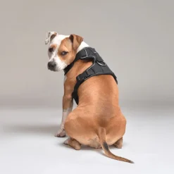 Arnés Comfort Para Perros StreetDogs Black L
