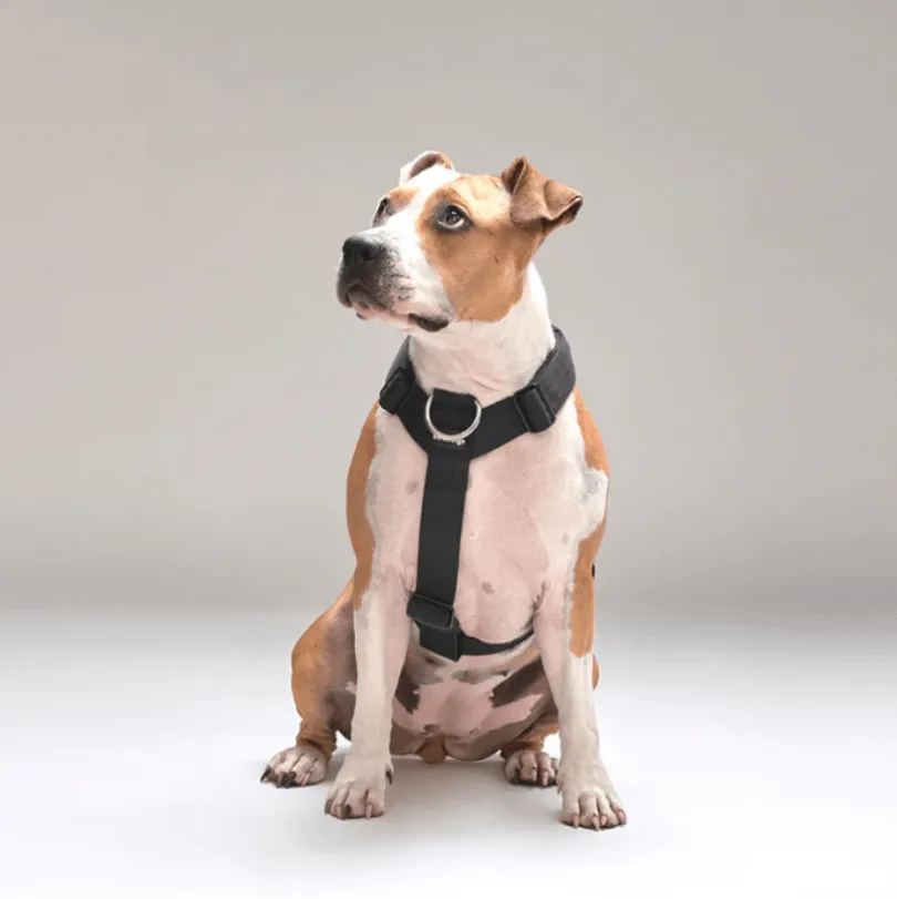 Arnés Strap para Perros Street Dogs Black L
