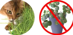 Cat it Senses 2.0 Grass Planter
