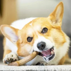 Gigwi Wooden Antler Juguete masticable para perros