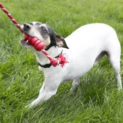 Kong Dental With Rope Small