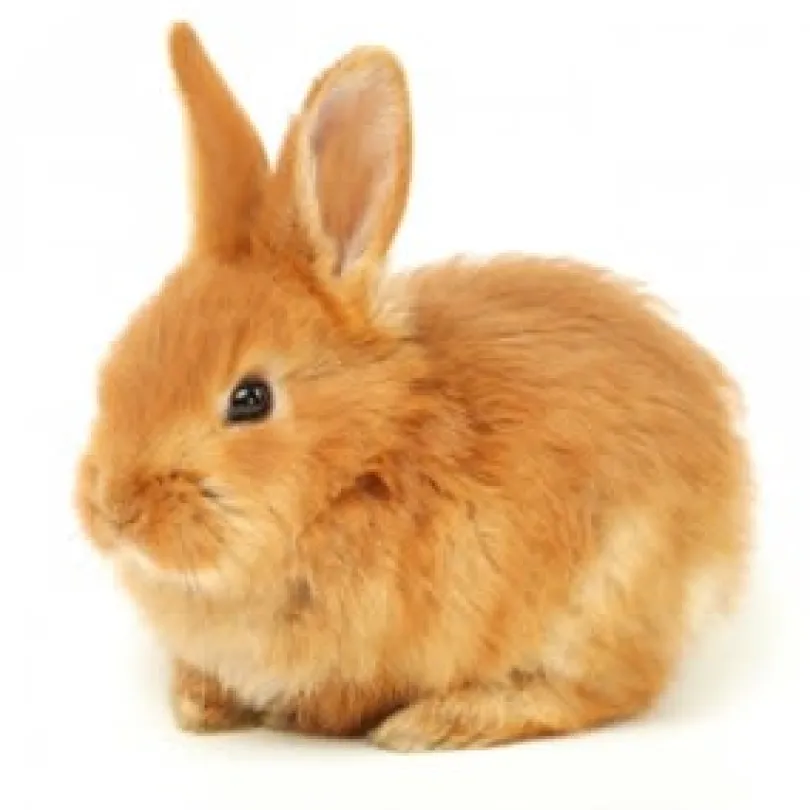 Mazuri Conejo Rabbit Diet 1kg