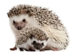 Mazuri Erizo de tierra Hedgehog Diet 1.5kg