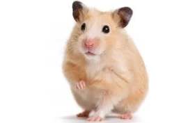 Mazuri Hamster Gerbil Diet 350gr