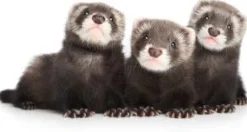 Mazuri Hurón Ferret Diet 2.26kg