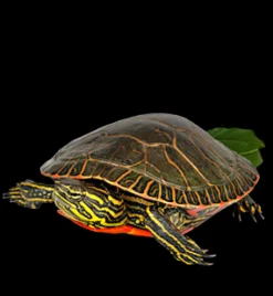 Mazuri Tortuga Acuática Turtle Diet 340gr