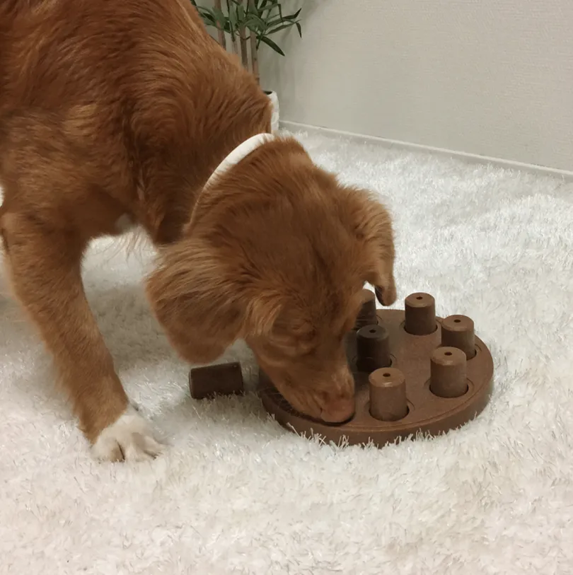 Nina Ottosson Puzzle Smart Composite Nivel 1 juguete para perros