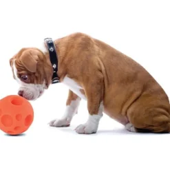 Omega Paw Pelota para Golosinas Medium