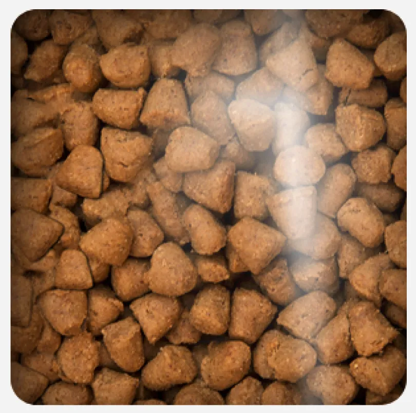 Oven Baked Cat Grain Free Duck 4.54kg