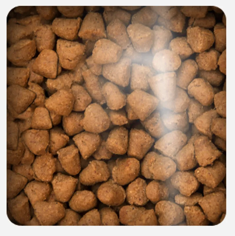 Oven Baked Cat Traditional Adult Fish 2.27kg