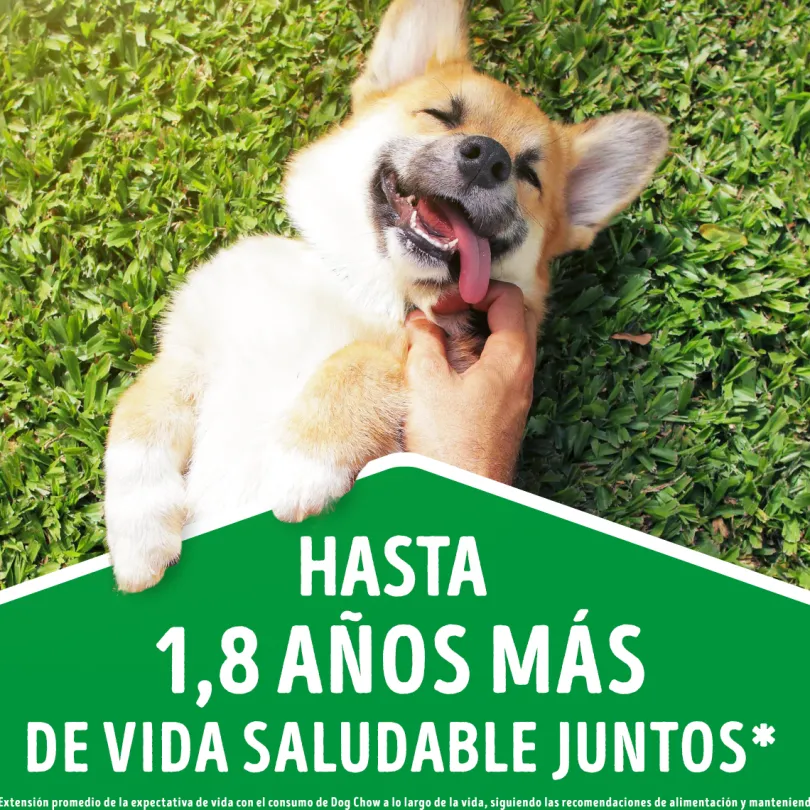 Purina Dog Chow Adultos 7+ Longevidad 18kg