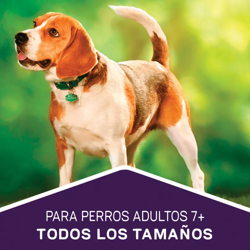 Purina Dog Chow Adultos 7+ Longevidad 18kg