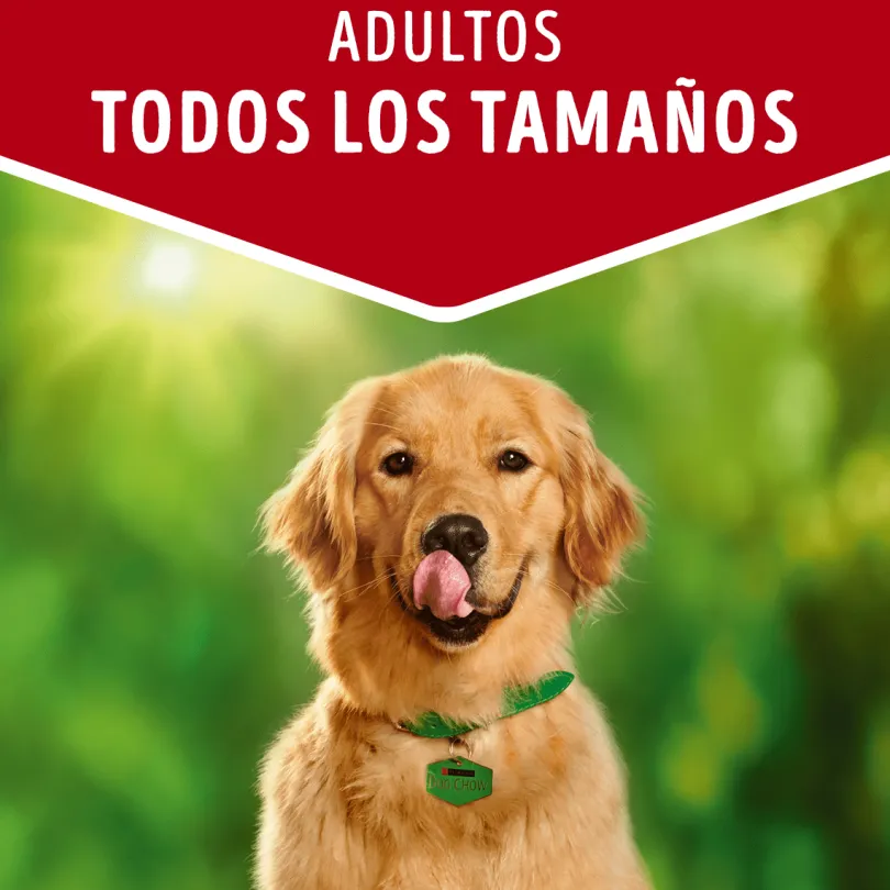 Purina Dog Chow Alimento Húmedo Adulto Carne 100gr