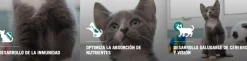 Purina Pro Plan Cat Kitten con OptiStart 1kg