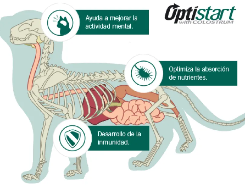 Purina Pro Plan Cat Kitten con OptiStart 7.5kg