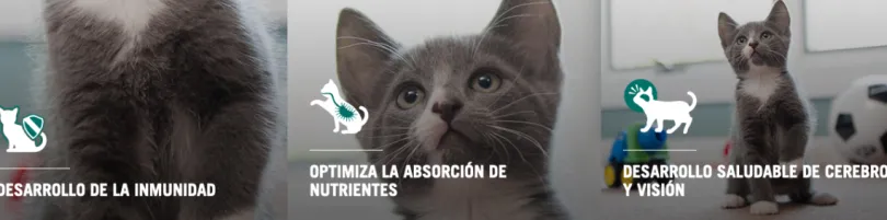 Purina Pro Plan Cat Kitten con OptiStart 7.5kg