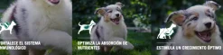 Purina Pro Plan Puppy Razas Medianas con OptiStar 3kg