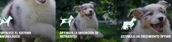 Purina Pro Plan Puppy Small con OptiStar 3kg