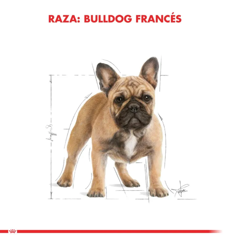 Royal Canin Bulldog Frances Adulto 3kg