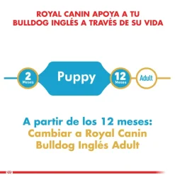 Royal Canin Bulldog Ingles Junior 12kg
