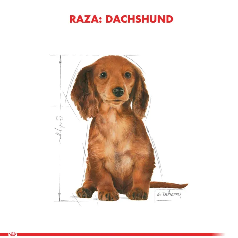 Royal Canin Dachshund Teckel Junior 2.5kg