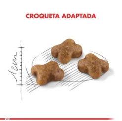 Royal Canin Kitten 4kg