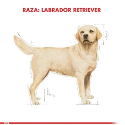 Royal Canin Labrador Retriever Adulto 12kg