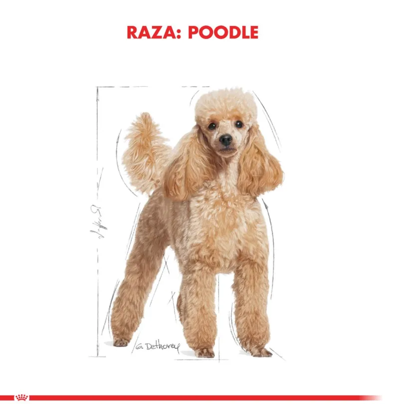 Royal Canin Poodle Adulto 3kg
