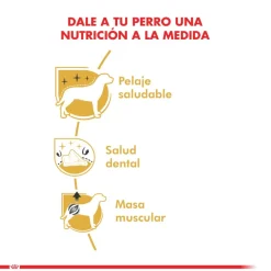 Royal Canin Poodle Adulto 3kg
