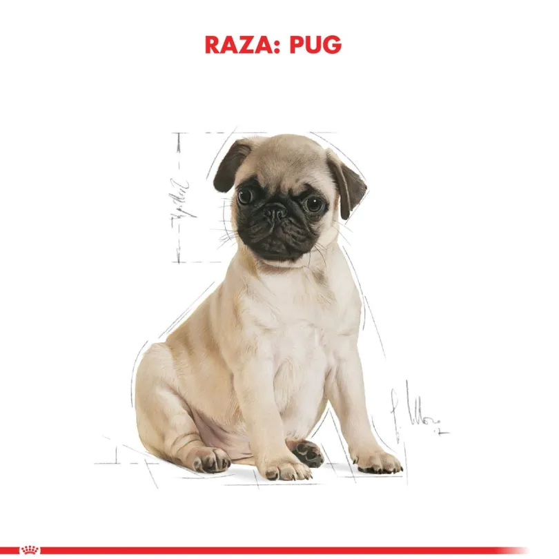 Royal Canin Pug Junior 2.5kg