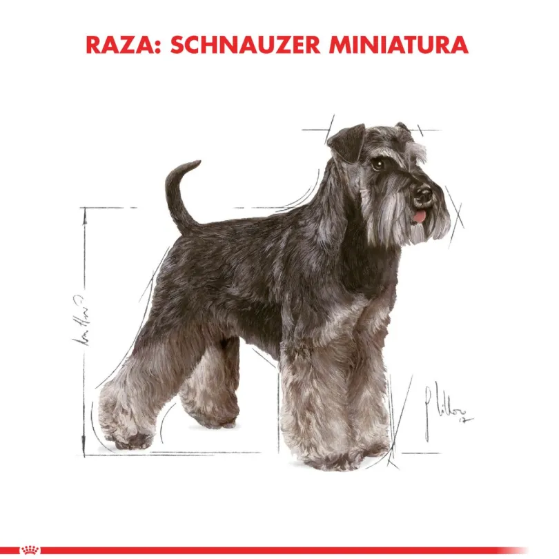 Royal Canin Schnauzer Adulto 2.5kg
