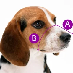 Zeus Bozal para perros Alpha